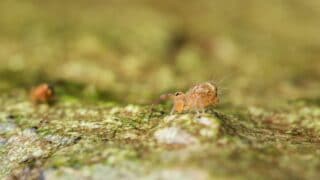 How to Breed Springtails