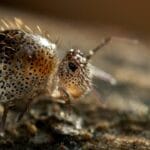 How to Culture Springtails