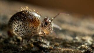 How to Culture Springtails