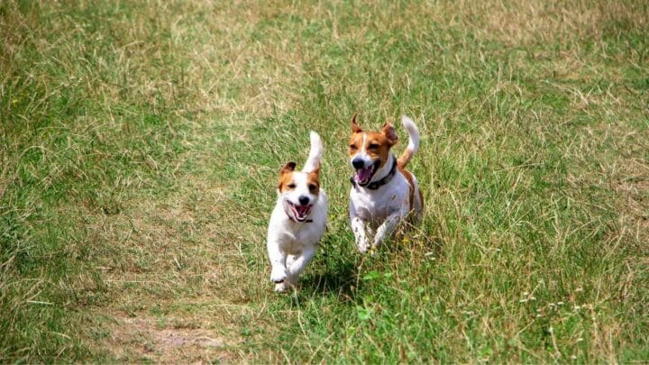 How to Get Two Dogs to Mate in 3 Helpful Steps