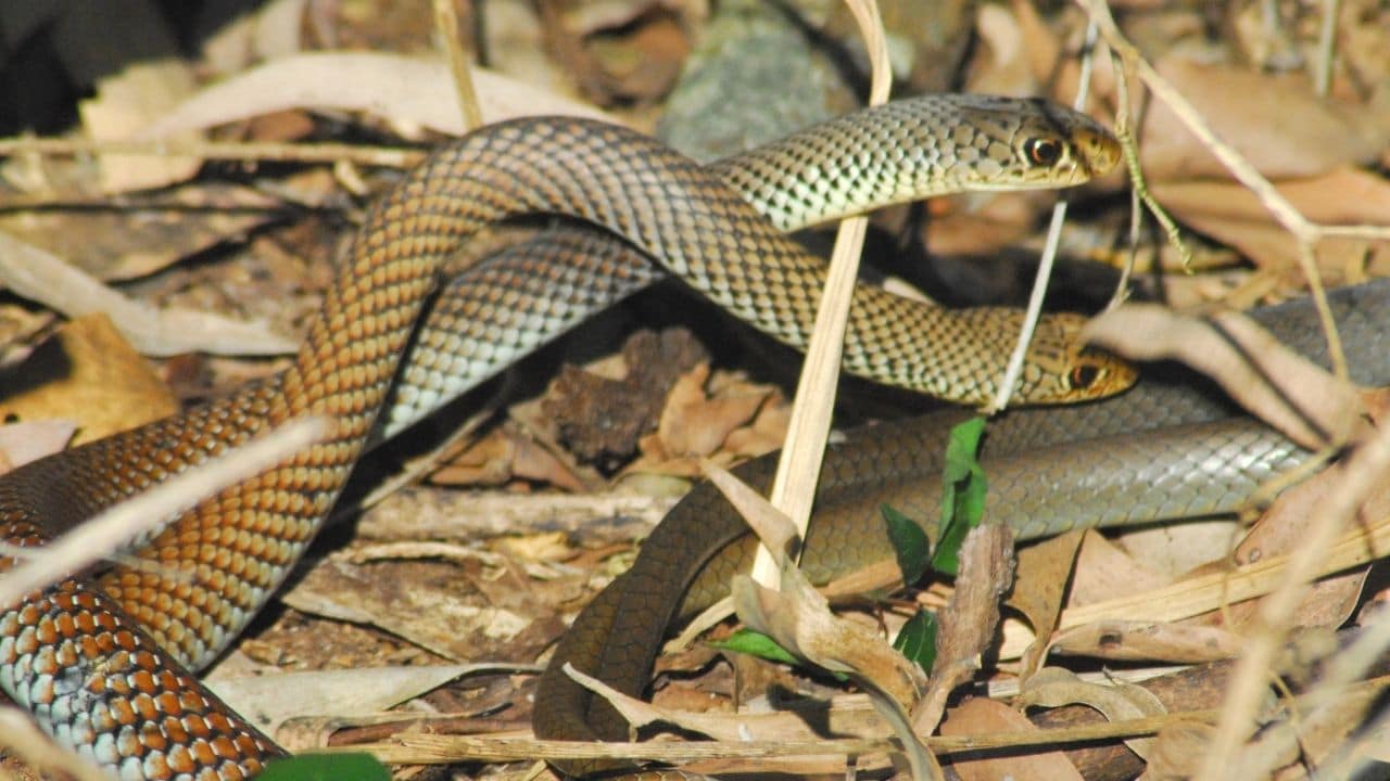 How to Tell a Snake's Gender? Really? That's It?