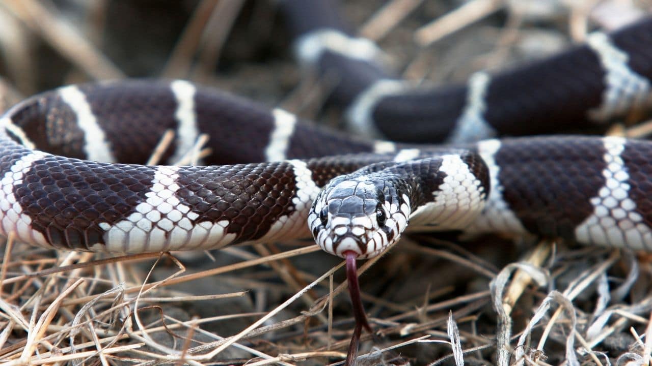 KingSnake