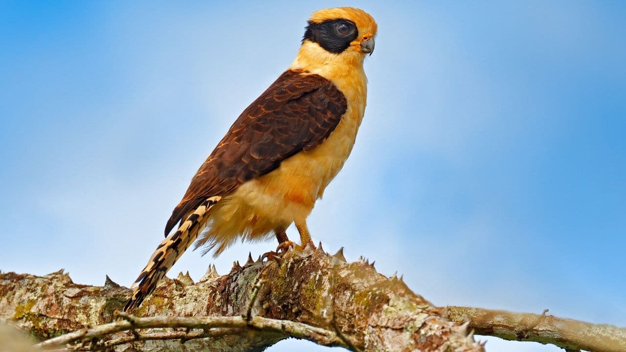 Laughing Falcons