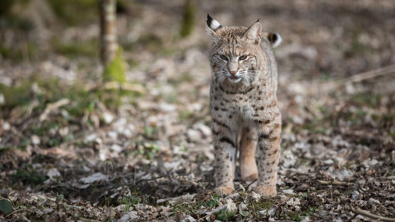 Lynx and Bobcats