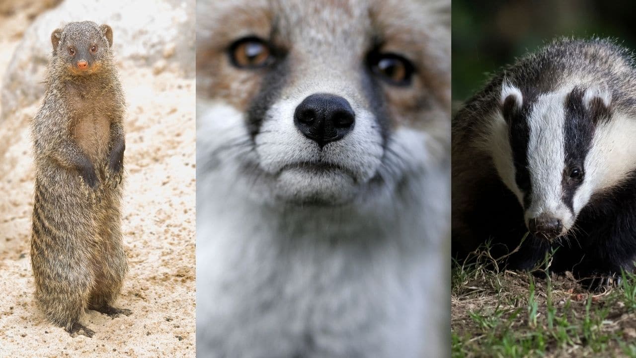 Mongooses, Foxes, and Badgers