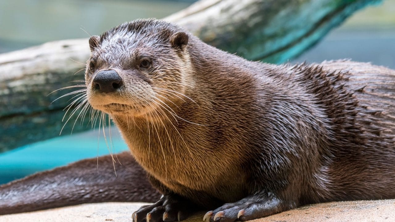 Northern River Otters