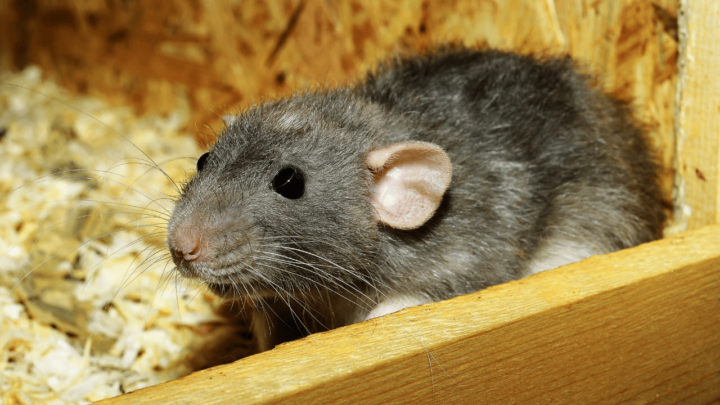 Red eyes in rats could be a sign that your rat is dying