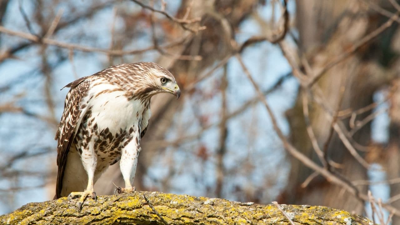 Red-tailed Hawks