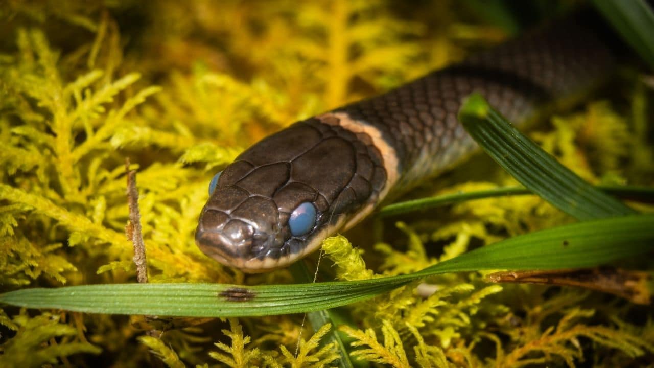 Ringneck Snake