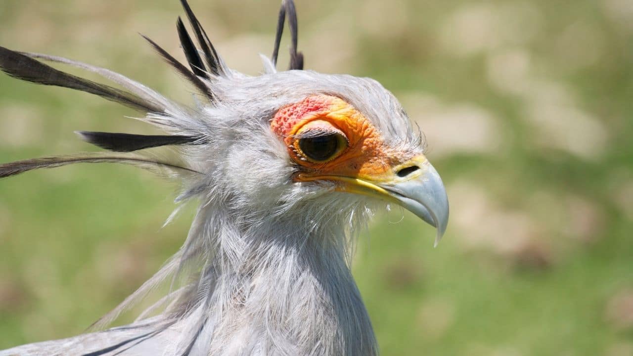 Secretary Birds