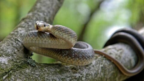 How Do Snakes Communicate? Now I Know!