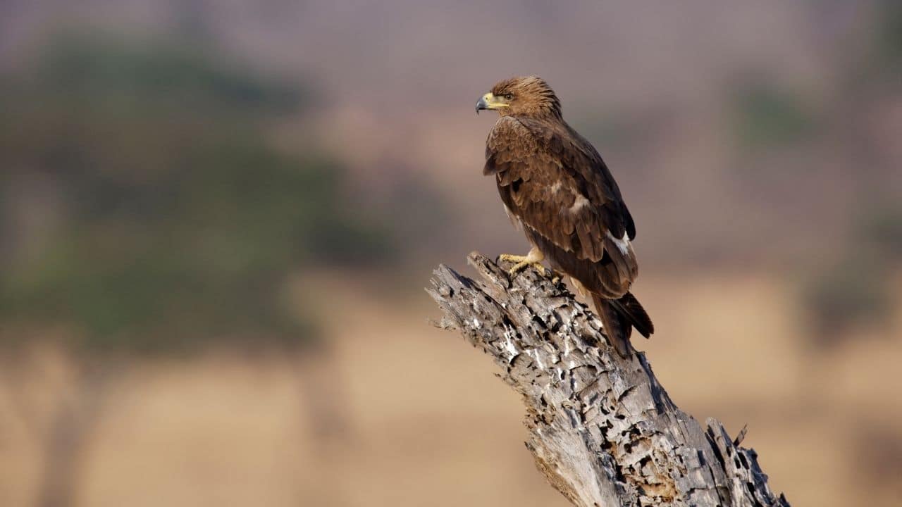 Snake Eagles