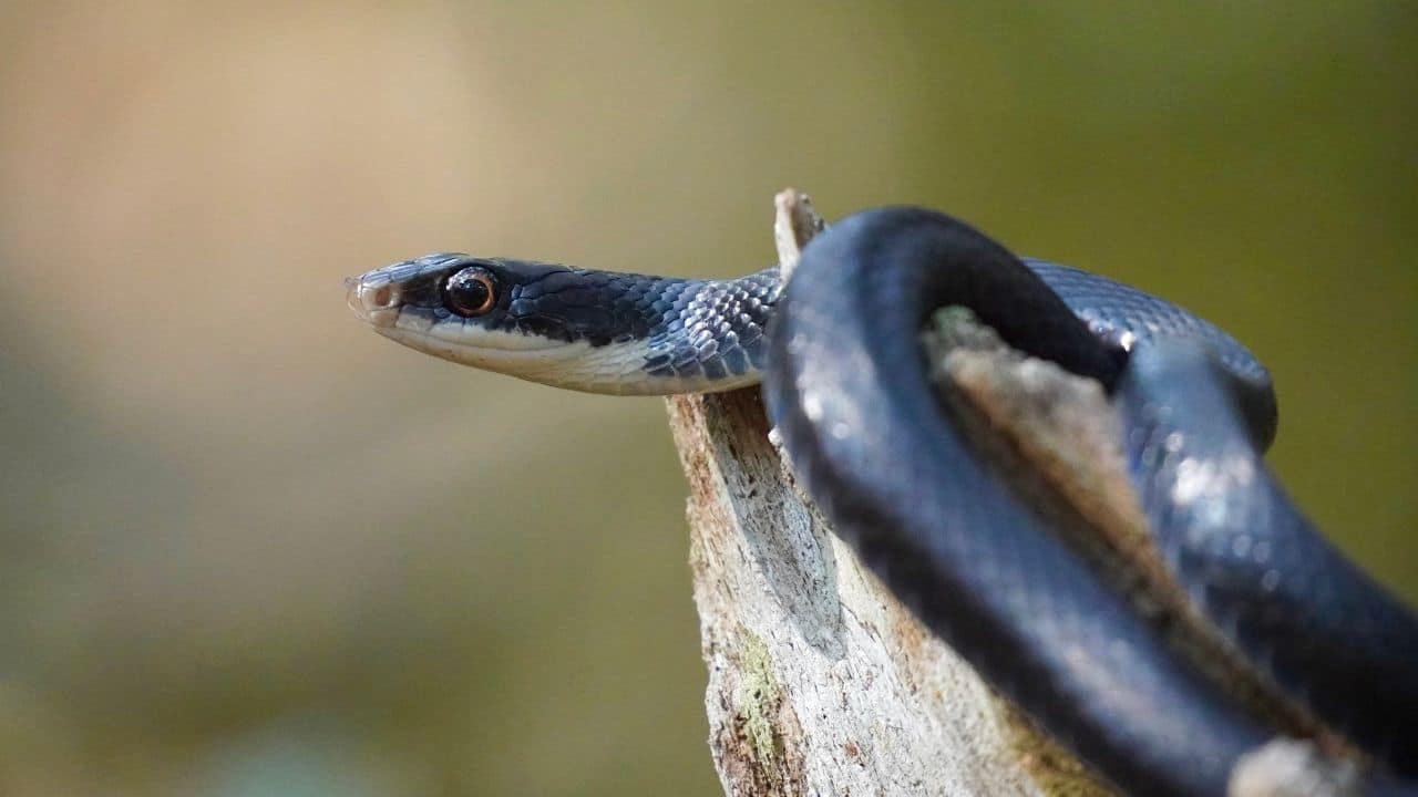 Southern Black Racer