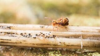 Springtails