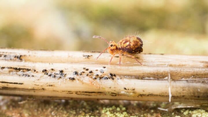 What do Springtails Eat? Oh!