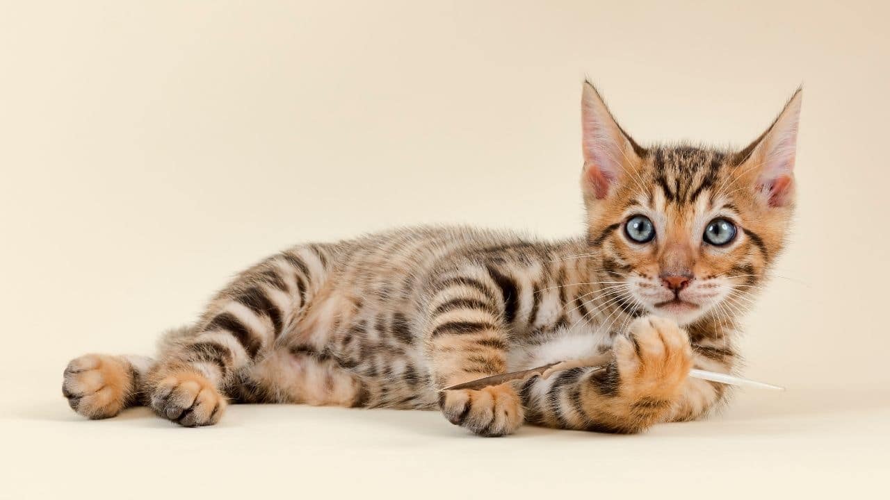 Toyger