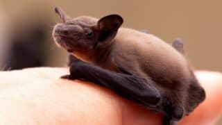 What Baby Bats Look Like