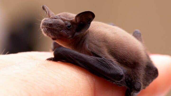 What do Baby Bats Look Like? So Cute!