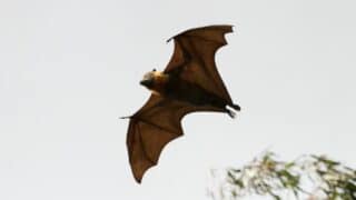 What Bats Do During Winter