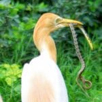 What Birds Eat Snakes