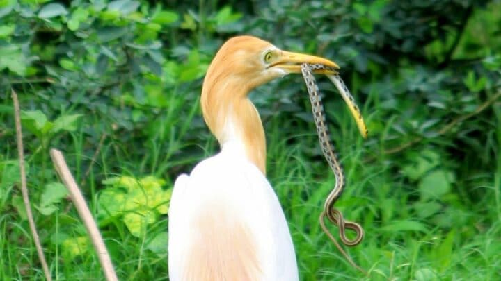 What Birds Eat Snakes? The Answer You’re Looking For