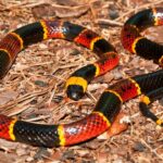What Coral Snakes Eat