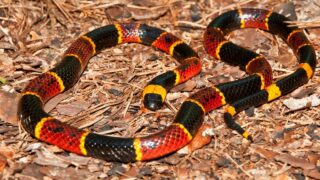 What Coral Snakes Eat