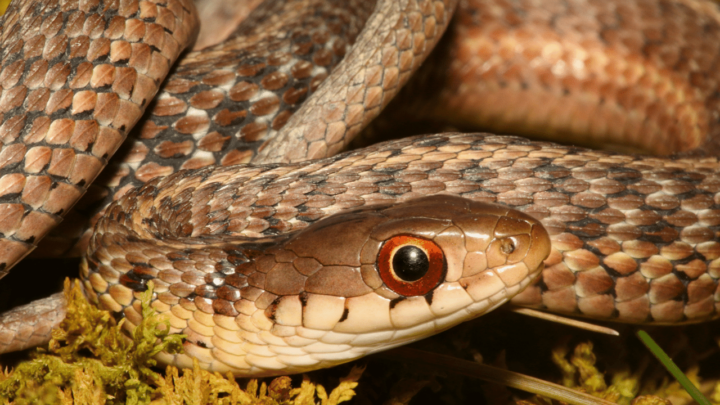 What Do Baby Garter Snakes Eat