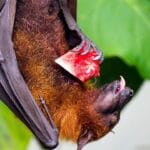 What Do Fruit Bats Eat