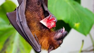 What Do Fruit Bats Eat