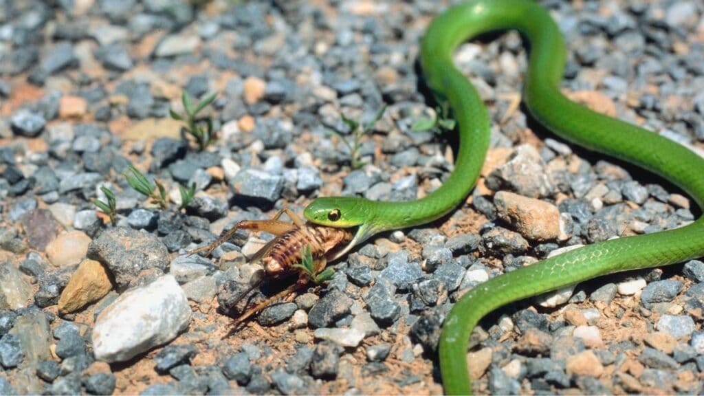 What Do Snakes Eat? Really?!