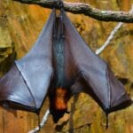 What Eats Bats