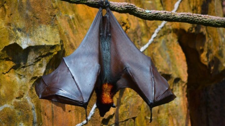 What Eats Bats? Scary!
