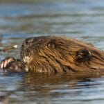 What Eats Beavers