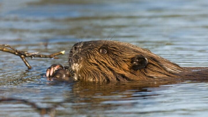 What Eats Beavers? Oh No!