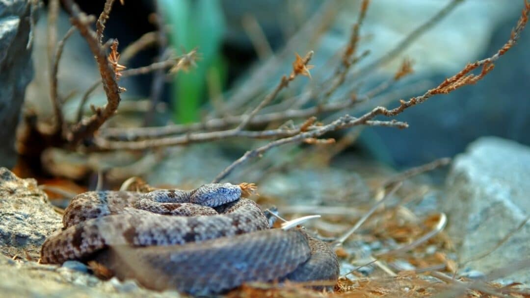 What Do Water Snakes Eat? Interesting Read!