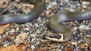 What Ringneck Snakes Eat