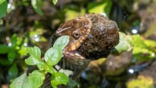 What Water Snakes Eat