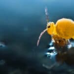 What are Springtails