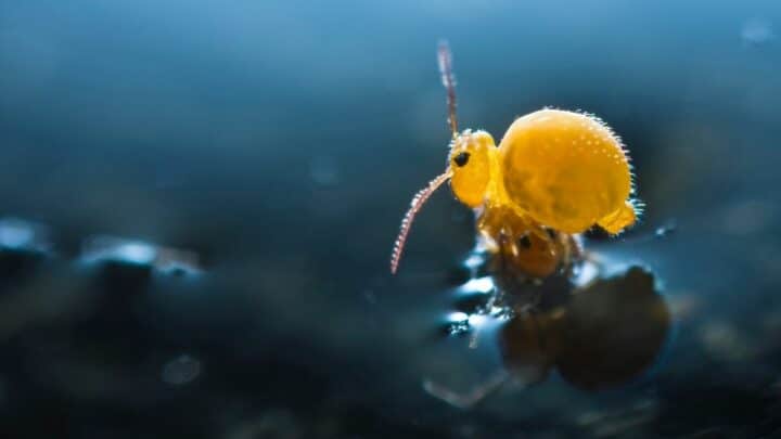 What are Springtails? Oooh!