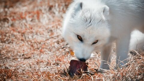 What Do the Arctic Foxes Eat? Really?