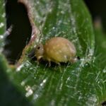 What to Feed Springtails