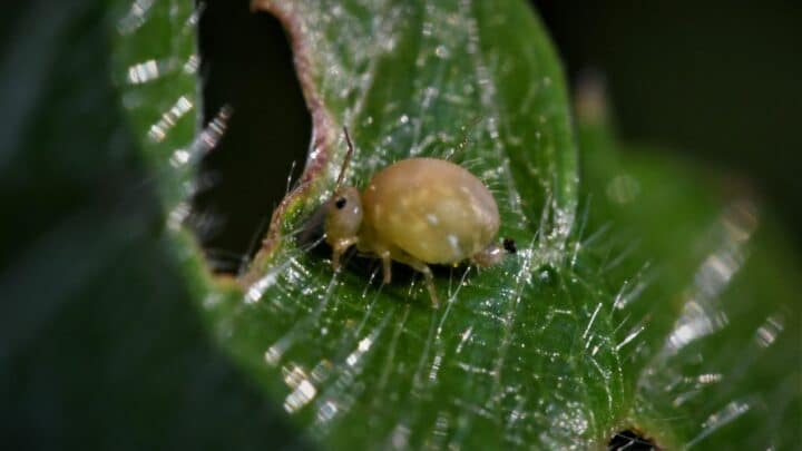 What To Feed Springtails? Oh!