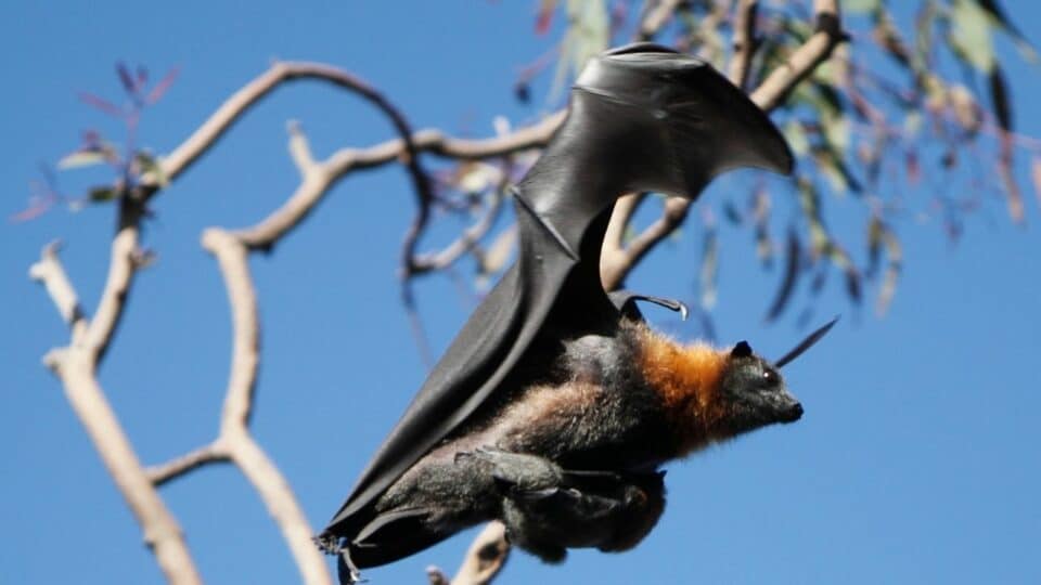 When Do Bats Have Babies? Ooh, Exciting!