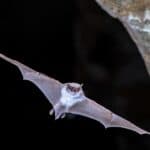 When Do Bats Leave and Return to their Roost