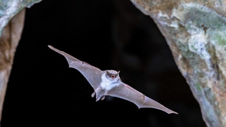 What Time Do Bats Leave and Return to the Roost? Ooh, I Know!