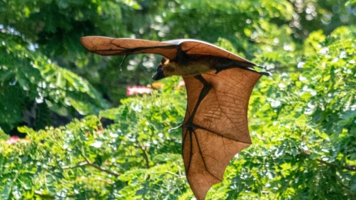 Where do Bats Go during the Day? Let’s See!