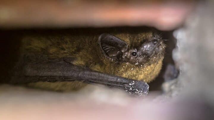 Where Do Bats Go in the Winter? Oh!