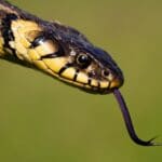Why Snakes Flick Their Tongue