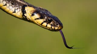 Why Snakes Flick Their Tongue